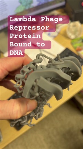 DNA + Protein in a Warm Embrace #3dprinting #lambdaphage #phage #generegulation