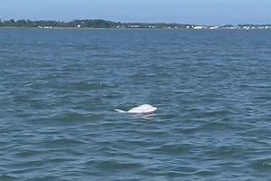 Extremely Rare Albino Dolphin Spotted Swimming Off the Coast of Virginia in Amazing Footage