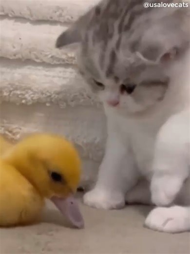 Cute Tiny Kittens 😽❤ | Love Cats