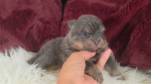 Pomeranian puppy for sale