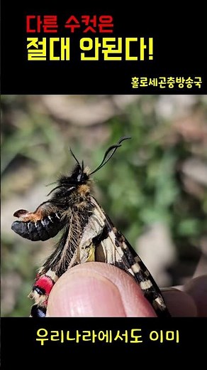 욕심쟁이 나비 #멸종위기종 #동물 #나비 #호랑나비 #애호랑나비 #lepidoptera #butterfly