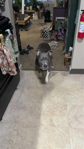 Trying to turn Goose into a rave dog