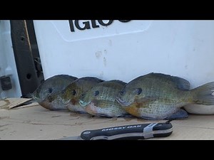 A BETTER Way To Cook Bluegills! (CATCH CLEAN COOK)