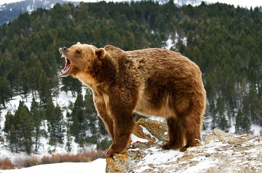 Grizzly Bear Lifespan: How Long Do Grizzly Bears Live?