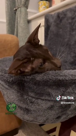 Exploring the Rare Elegance of Havana Brown Cats