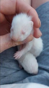 how to tell the difference between a bew and a albino ferret kits before their eyes open