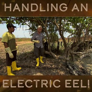 18M views · 181K reactions | Jeremy finally gets his hands on an electric eel...but he's sure to wear rubber gloves! #RiverMonsters #JeremyWade #Eels | River Monsters Global | Facebook