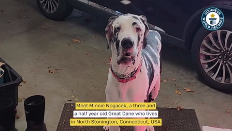 Tallest living dog Minnie the Great Dane record