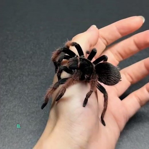 Meet Brachypelma hamorii: The Iconic and Gentle Mexican Red-Knee Tarantula! #tarantula