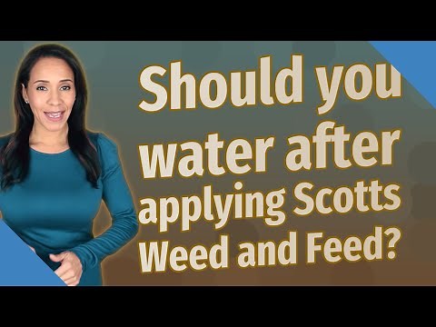 Should you water after applying Scotts Weed and Feed?