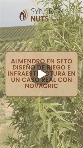 Frutos secos - Synergynuts | Lo que no se ve en un almendro en seto… es lo que marca la producción En este vídeo, Novagric analiza un caso real de 180 ha en producción... | Instagram | Synergynuts