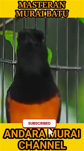 Nature Bird Songs for Sleep 💤 #shorts #sleep #relax