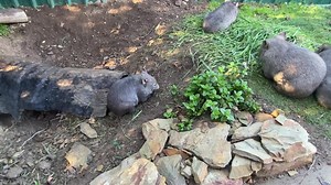 198K views · 22K reactions | 2 1/2 minutes of pure joy and unedited...