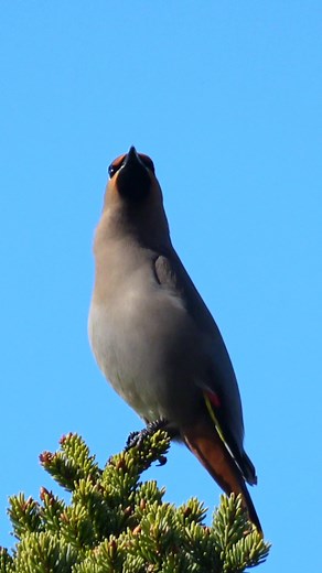 Bohemian Waxwing near Summit Lake Stone Mountain Provincial Park in Northern B.C. #edithatotongan #canadalife #waxwing | Editha Totongan