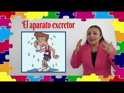 El Aparato excretor para niños