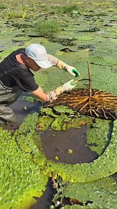 424K views · 1.5K reactions | Gorgon Fruit Harvest from Farm & Enjoy Rural Farming Life | Amazing Foxnut #virals #fypviralシ | Md Samim Ashraf 02 | Facebook