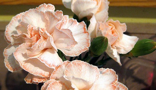Colorful Carnations: Hands-on with Capillary Function | Science Buddies Blog