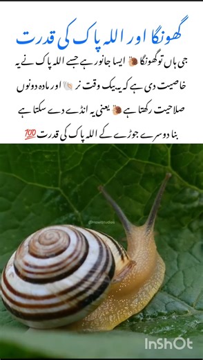 Amazing Snail Facts 🐌 #snail #naturefacts #wildlife #nature #shorts