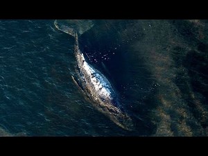 End of the rescue operation: Humpback whale "Timmy" released in the North Sea
