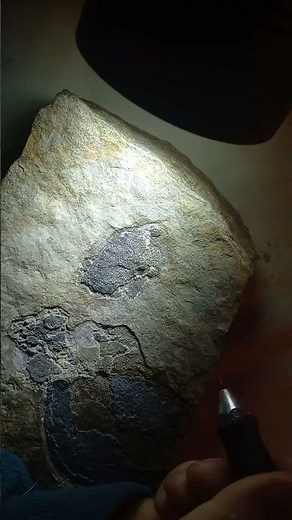 Fossil Preparation | Devonian Jawless Fish (400 million years old)