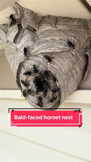 CritterCam on TikTok