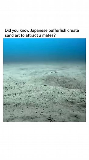 Small white-spotted pufferfish discovered off the coast of Japan—create intricate sand art on the seafloor to attract mates. The males spend days or even weeks fanning their fins and using their bodies to carve large, symmetrical, mandala-like patterns in the sand, often over two meters in diameter. These designs not only showcase the male’s strength, skill, and stamina but also help funnel fine sand toward the center, creating a soft nest for the female to lay her eggs. Once the eggs are deposi