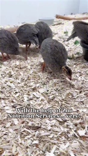 Brookfield Zoo Chicago on Instagram: "You know what they say: you are what you eat! Insects play a big role in the diets of many animals around the Zoo. Feeding live insects not only provides a delicious meal but also encourages natural foraging behaviors! However, many feeder insects like crickets and mealworms are low in key nutrients like calcium. To solve that problem, our nutrition services staff gut load the feeder insects with a nutrient-rich diet packed with calcium powder, leafy greens 