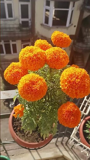 🪴Beautiful Orange Merigold Flowers🪴 #homegarding #yttrendingshorts #merigold #plantlovers #plantcare