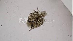 Patterns and backgrounds of Parasitic (Argulus sp.), Study of Argulus sp. under microscope view in laboratory.