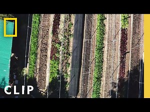 Touring a unique terraced backyard farm | Farm Dreams