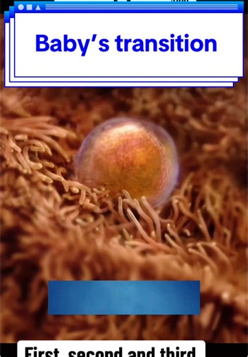 Understanding Pregnancy: Baby Week by Week Transition