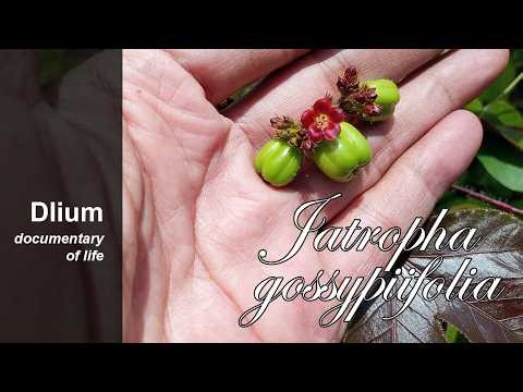 Bellyache bush (Jatropha gossypiifolia)