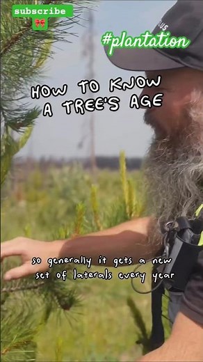 How to know tree age ?#plantation #shorst