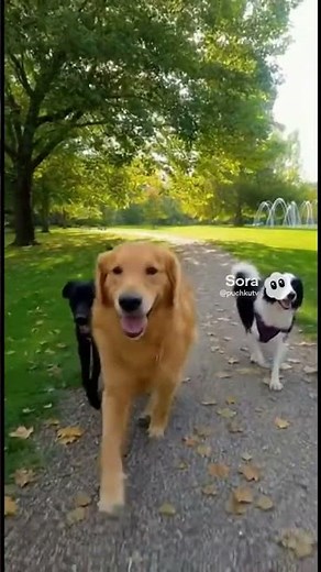 Happy Dogs Running & Playing in the Park 🐕🌳 | Pure Joy Moments