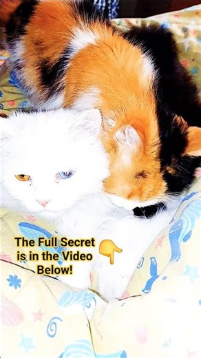 🔥😸Morning Grooming Ritual Riri, Besspessa, and Zuma