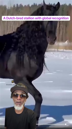 Friesian Stallion: From Dutch Roots to International Fame