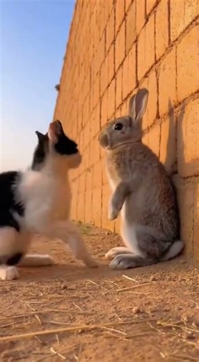 Epic Bunny vs Cat Kung Fu Battle 🐰🥋🐱 #funnyanimals #animals #entertaininganimals