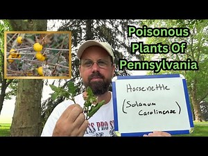 Horsenettle ~ Poisonous Plants of Pennsylvania