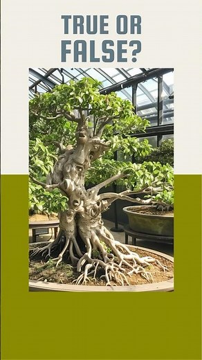 This incredible bonsai has survived centuries #Bonsai #LivingHistory #AncientTree #BonsaiArt #Nature
