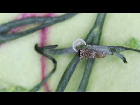 Black Swallowtail Life-cycle - from egg to butterfly