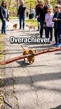 Funny Dogs Carrying Ridiculously Large Sticks #dogbreeds #puppy #beaglecrew