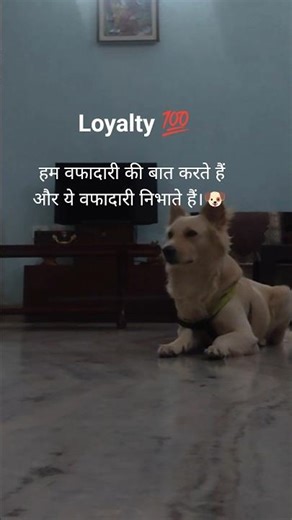 love is waste of time 😔#wafadaar #loyalty#wifidog#cute#love#PKsong