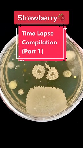 Fascinating Bacteria Growth Time Lapses