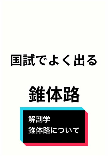 錐体路の解説と麻痺の理解を深める