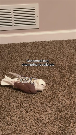 #dewithebird #petpigeon #birdtok #nolathebird | birds