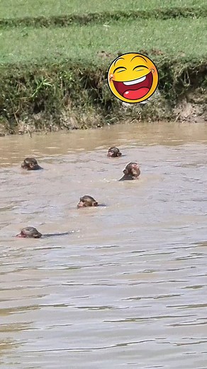 2.4M views · 10K reactions | When a lot of monkey swimming in pond藍 . . . . . . . . . . . #LaughWithAnimals #monkeyswimming #alotofmonkey | Laugh with Animals | Facebook