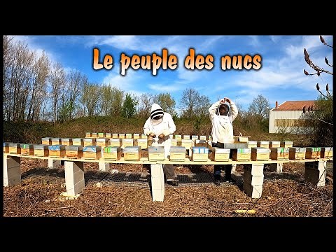 Une Saison aux Abeilles - peuplade nucléine