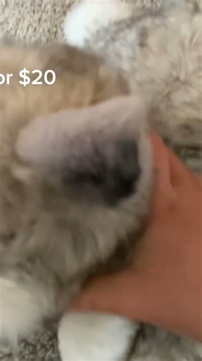 How do you get it for $15 #douglasdog #essa