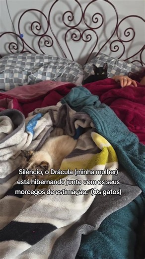 kkk #gatos #Drácula #meme