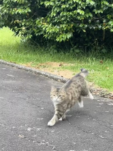Cleo the Playful Cat: Pouncing and Dashing
